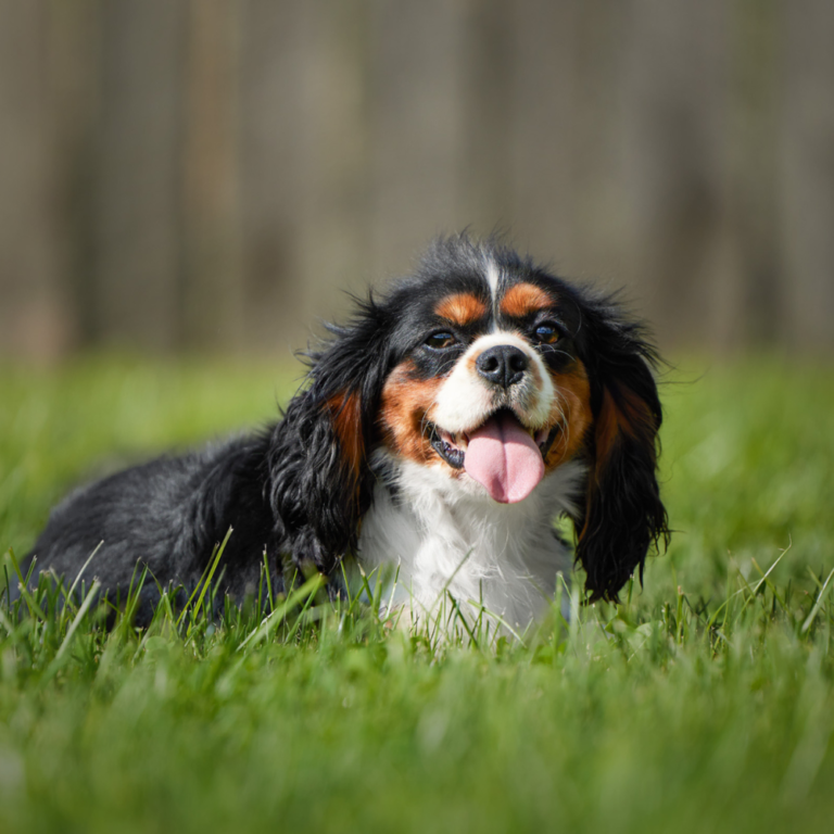 A Cavalier Dog by My Cavalier Pups