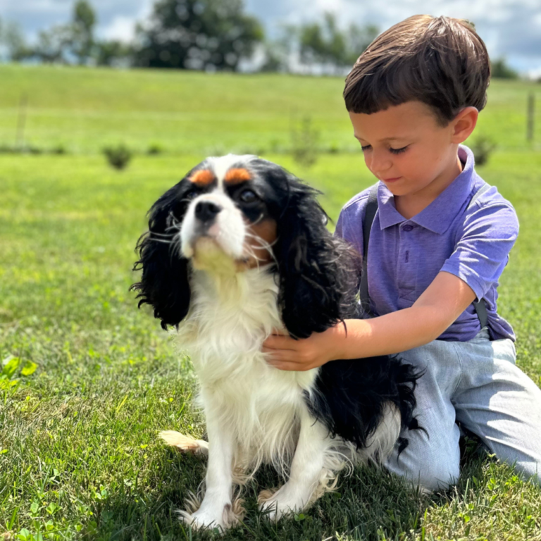 A Cavalier King Charles Dog by My Cavalier Pups