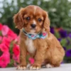 cavalier puppy