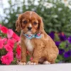 king charles cavalier puppy