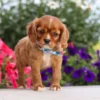 cavalier puppy available for adoption