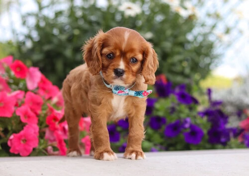 cavalier puppy available for adoption