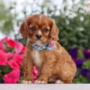 cavalier pup available for adoption