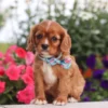 my cavalier pups cavalier puppy