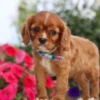 my cavalier pups cavalier pup