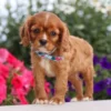 my cavalier pups cavalier puppy available for adoption