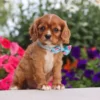 my cavalier pups cavalier puppy available to be adopted