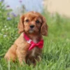 cavalier king charles pup