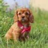 cavalier king charles puppy