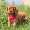 cavalier king charles pup available for adoption
