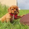 cavalier king charles puppy available for adoption