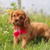 my cavalier pups puppy