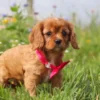 my cavalier pups puppy available for adoption