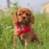 my cavalier pups pup available for adoption
