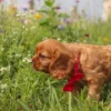 my cavalier pups puppy sniffing flowers