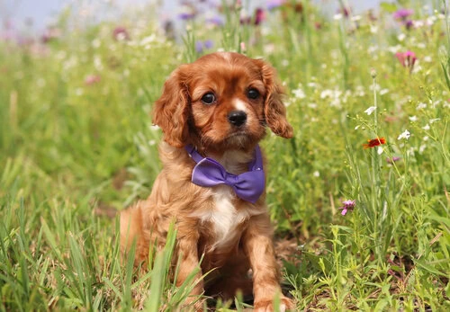 cavalier puppy in the flowers