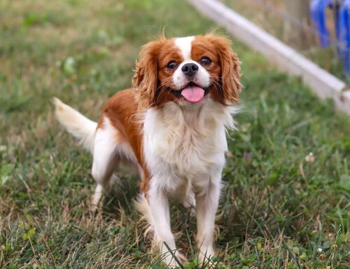 Male cavalier dog