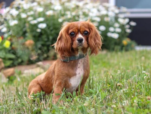 Ruby the cavalier dog