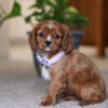Angie - Image 7
