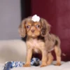 Chocolate and tan Cavalier puppy