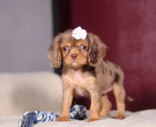 Chocolate and tan Cavalier puppy