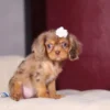 Chocolate and tan Cavalier King Charles Puppy