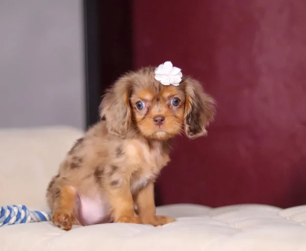 Chocolate and tan Cavalier King Charles Puppy