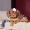 Chocolate and tan puppy with white bow