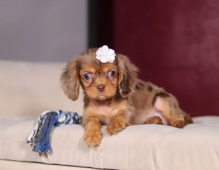 Chocolate and tan puppy with white bow