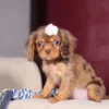 My Cavalier Pups chocolate and tan puppy