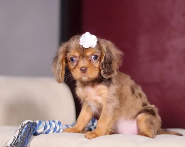 My Cavalier Pups chocolate and tan puppy