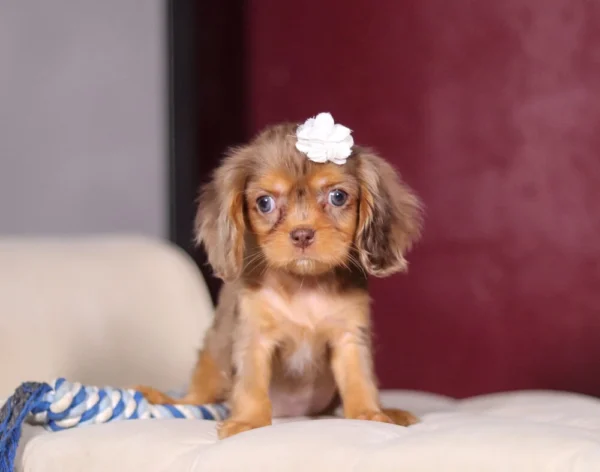 Cavalier King Charles puppy for adoption