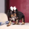 Tri Colored Cavalier Puppy