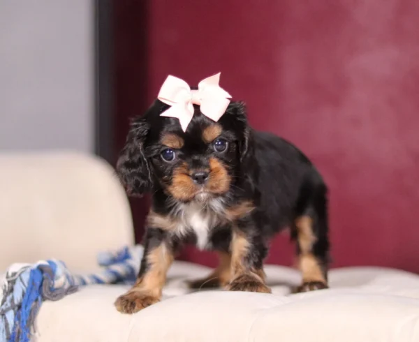 Tri Colored Cavalier Puppy