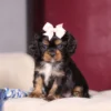 Tri Colored Cavalier King Charles puppy