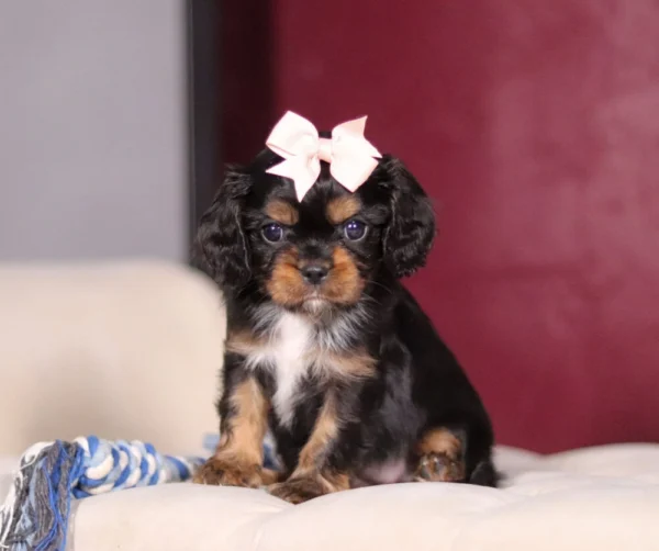 Tri Colored Cavalier King Charles puppy