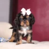 Tri Colored Cavalier puppy for adoption