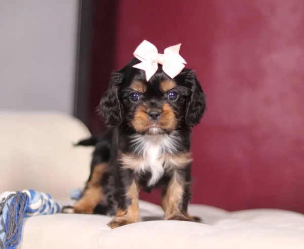 Tri Colored Cavalier puppy for adoption