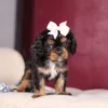 Tri colored Cavalier puppy with white bow