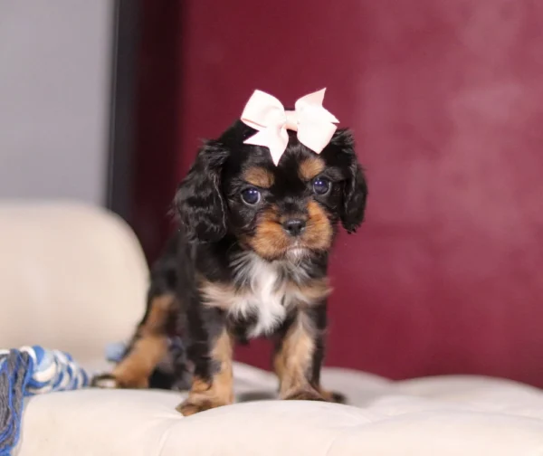 Tri colored Cavalier puppy with white bow