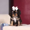 My Cavalier Pups tri colored cavalier puppy