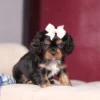 Tri colored puppy