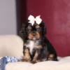 Tri colored Cavalier puppy posing for a picture