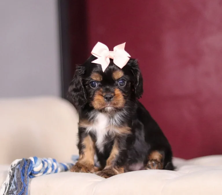 Tri colored Cavalier puppy posing for a picture