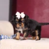 Cavalier puppy available for adoption near me