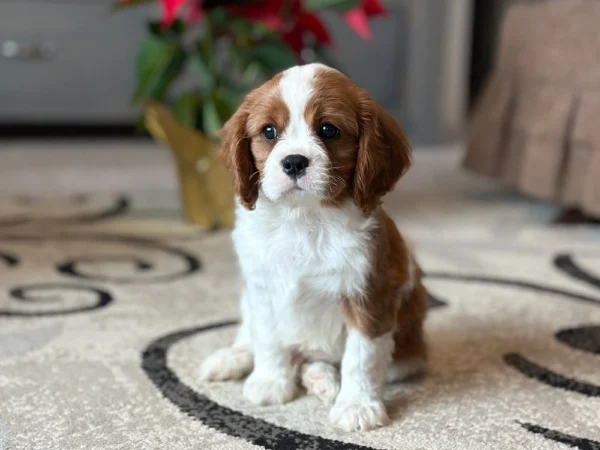 Tan and white puppy sitting on a white carpet