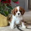 Cavalier King Charles puppy posing for a picture