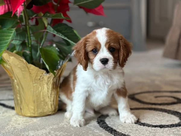 Cavalier King Charles puppy posing for a picture