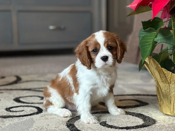 Tan and white Cavalier puppy sitting in the living room