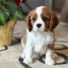 Tan and white Cavalier puppy posing for picture